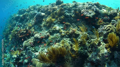 Wallpaper Mural A beautiful and biodiverse coral reef thrives near the island of Alor, Indonesia. This area of the Lesser Sunda Islands is part of the Coral Triangle and is known for its healthy marine life. Torontodigital.ca