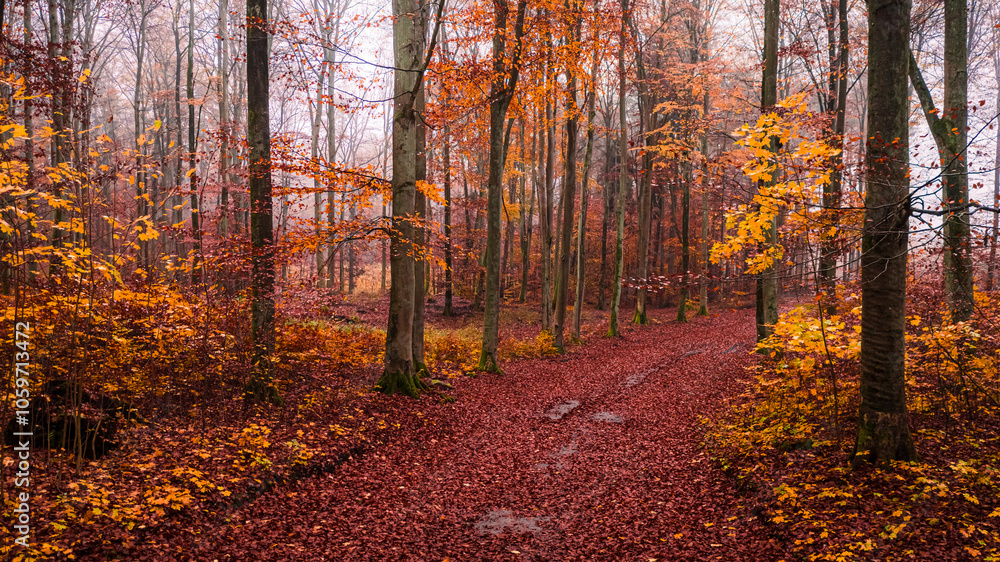 Obraz premium Autumn forest and leafy footpath in Poland