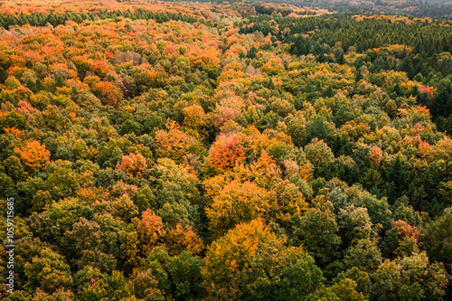 Colorful forest in late aut...