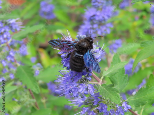 beautiful blue bee on levander