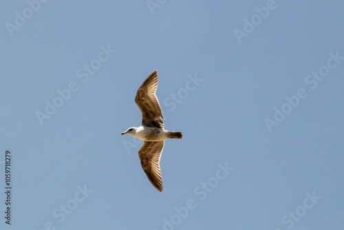 Seagull in sky photo