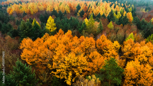 Beautiful autumn in the fog...