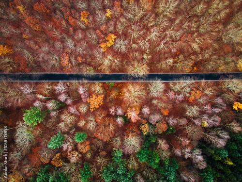 Top down view of forest in ...
