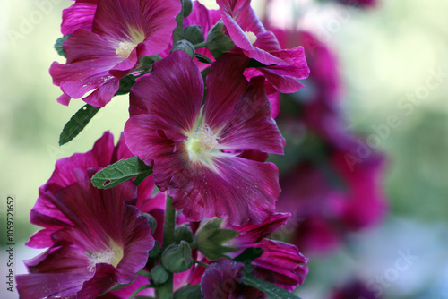 Close-up of mallow flowers. Exquisite garden flower.