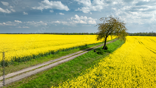 Rape flowers and country ro...