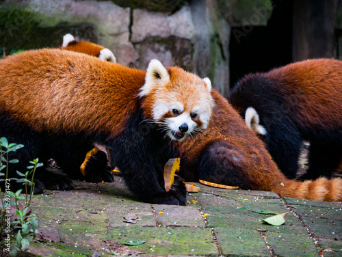 Panda roux se balandant parmi ses congénères photo