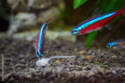 Neon red is nibbling on the skeleton of a fish.
 photo