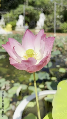 Close-up of a pink lotus flower blooming in a pond, illuminated by sunlight, showcasing vibrant petals and seed pod.