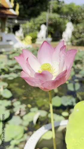 Close-up of a pink lotus flower blooming in a pond, illuminated by sunlight, showcasing vibrant petals and seed pod.