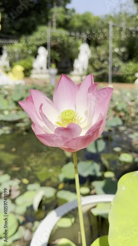 Close-up of a pink lotus flower blooming in a pond, illuminated by sunlight, showcasing vibrant petals and seed pod.