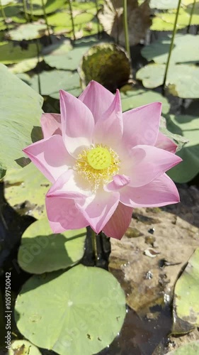 Close-up of a pink lotus flower blooming in a pond, illuminated by sunlight, showcasing vibrant petals and seed pod.
