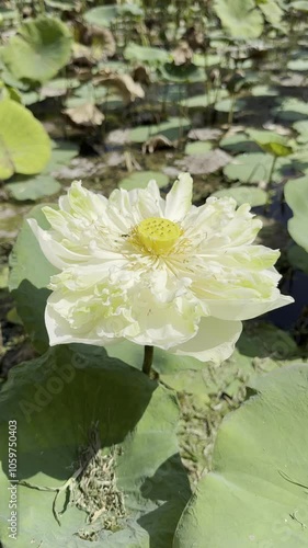 Close-up of a white lotus flower with delicate petals and central seed pod, basking in sunlight over green leaves.