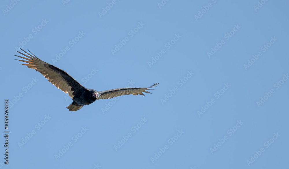 Fototapeta premium Closeup of a turkey vulture in flight.