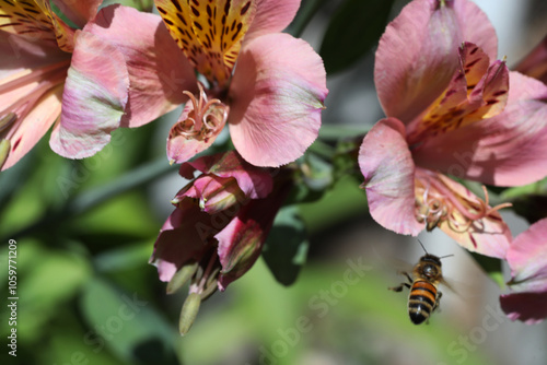 beautiful flowers astromelias growing in garden at summer sunny day photo