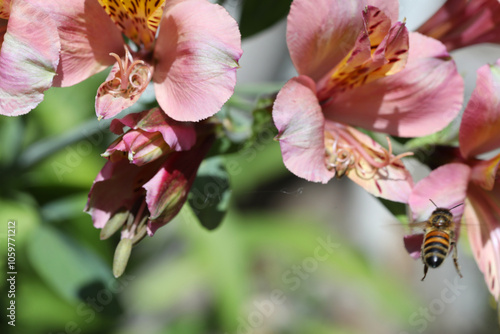 beautiful flowers astromelias growing in garden at summer sunny day photo