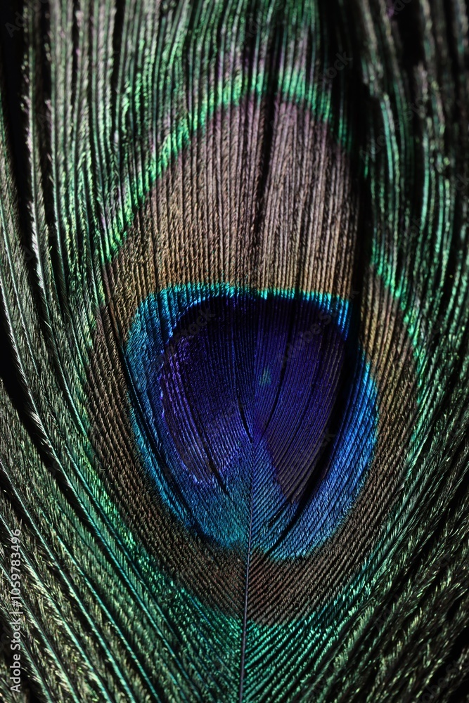 Obraz premium Beautiful peacock feather as background, macro view