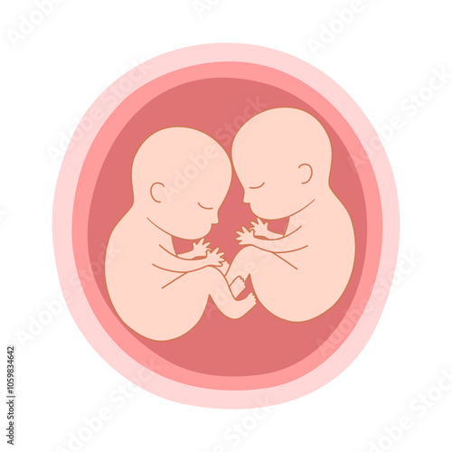 Twins fetus concept vector illustration prenatal growing baby.
