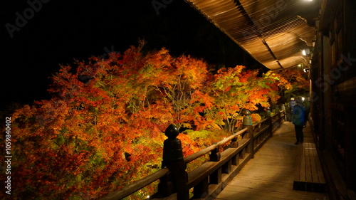 播州清水寺 紅葉のライトアップ