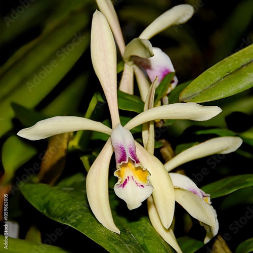 Lovely Creamy Orchid Species Cattleya iricolor in Bloom. photo