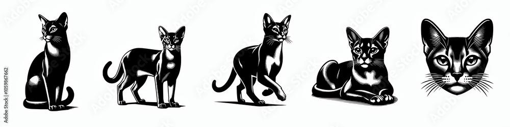 Obraz premium Set of abyssinnian cat breed silhouette vector illustration design collection 