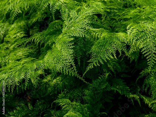 Pattern of Giant-hairfoot Leaf