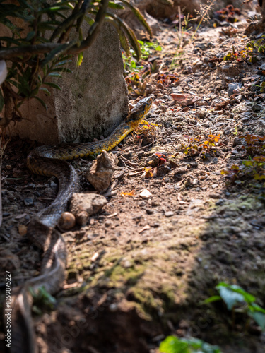 Common Rat Snake Slithering photo