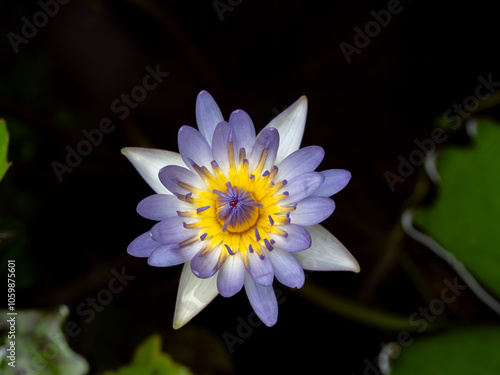 Purple Cape Water Lily Blooming