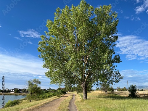 Large cottonwood tree by the lake with blue sky in the background, Colorado