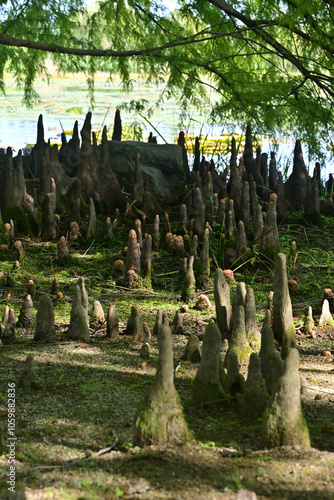 富山県中央植物園の湖畔、秋の雲が池に見事に反射、水鏡になって美しい photo