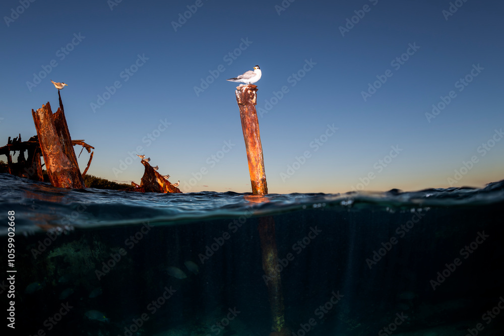 Naklejka premium The rusted remains of the Protector II shipwreck rise above the waves at Heron Island, Australia, offering a dramatic glimpse of nature reclaiming this historic vessel