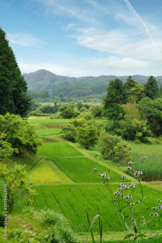 【エコイメージ】夏の田舎の風景