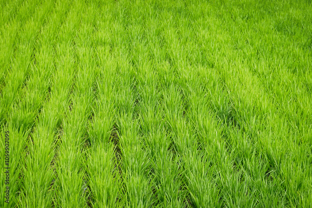 【エコイメージ】夏の田舎の風景