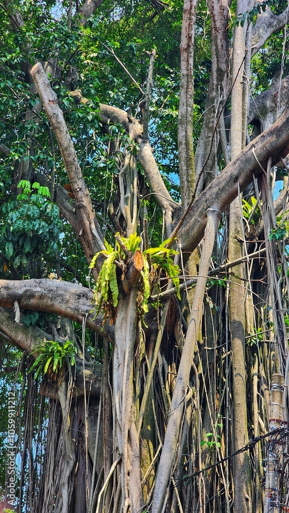 Obraz premium a banyan tree with many roots and leaves