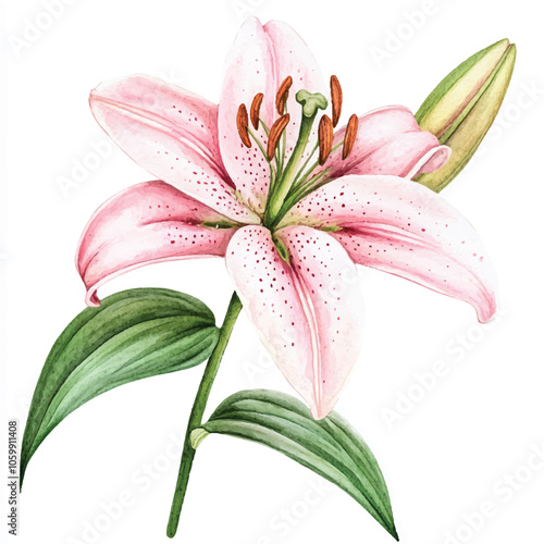 lily flower watercolor clipart illustration isolated