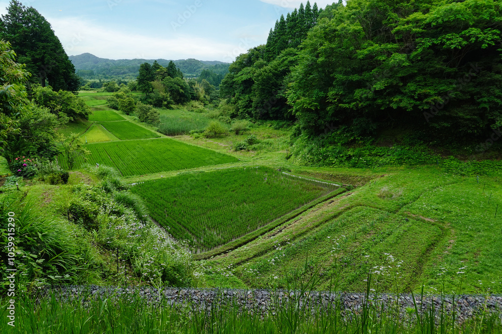 【エコイメージ】夏の田舎の風景