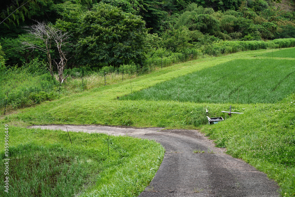 【エコイメージ】夏の田舎の風景
