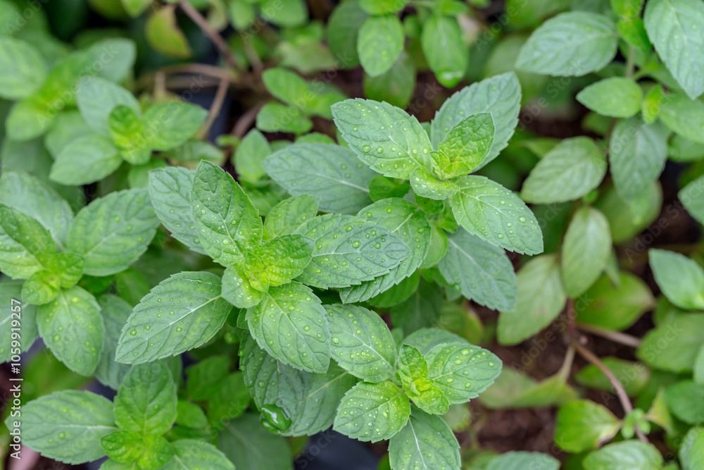 Fresh peppermint trees in organig garden. Fresh peppermint trees in organig garden.
