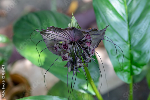 Bat flower or Black lily or Cat's Whiskers or Devil Flower Scientific name Tacca chantrieri. It is a rare herb used in herbal medicine. photo