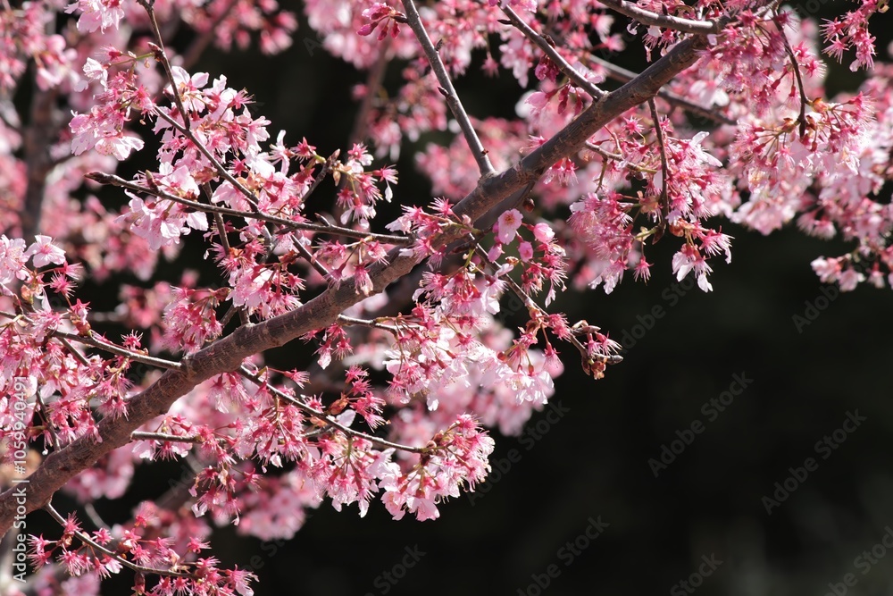 Obraz premium Cherry Blossoms in Full Bloom