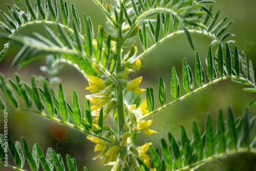 Astragalus close-up. Also called milk vetch, goat's-thorn or vine-like. Spring green background. Wild plant photo