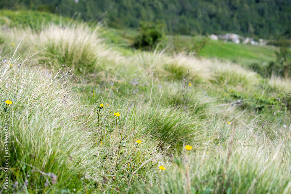 Fototapeta premium Beautiful alpine grassland or meadow covered with Lush green grass and small yellow flowers on slopes of himalaya
