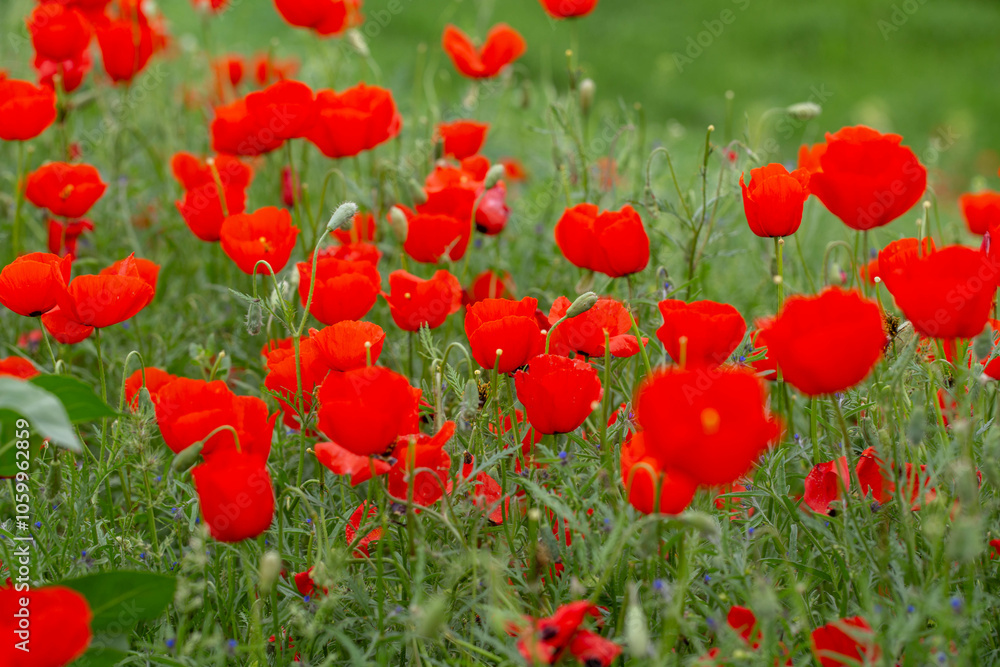Fototapeta premium Red poppies. Blooming spring flowers. Poppy field. Natural landscape.