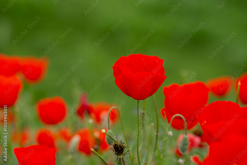 Fototapeta premium Red poppies. Blooming spring flowers. Poppy field. Natural landscape.