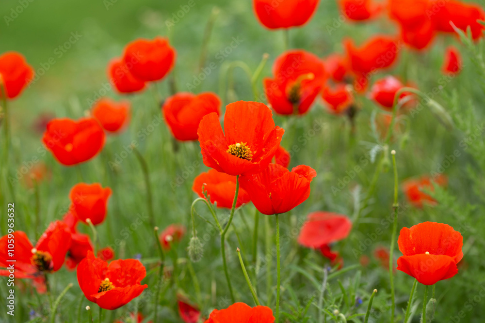 Fototapeta premium Red poppies. Blooming spring flowers. Poppy field. Natural landscape.