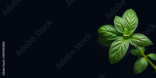 Close-up shot of a vibrant green basil leaf standing out against a dark black background, food, plant