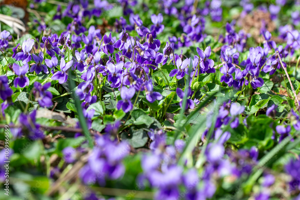 Fototapeta premium Spring flowers. Violet violets flowers bloom in the spring forest. Viola odorata.