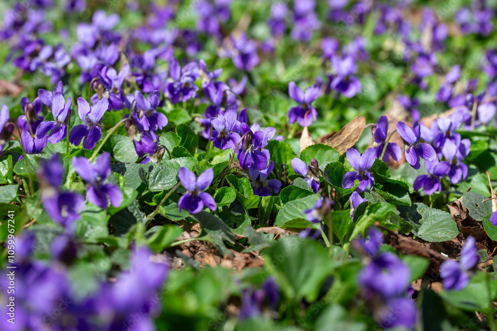 Fototapeta premium Spring flowers. Violet violets flowers bloom in the spring forest. Viola odorata.