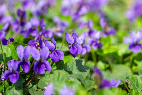Spring flowers. Violet violets flowers bloom in the spring forest. Viola odorata.