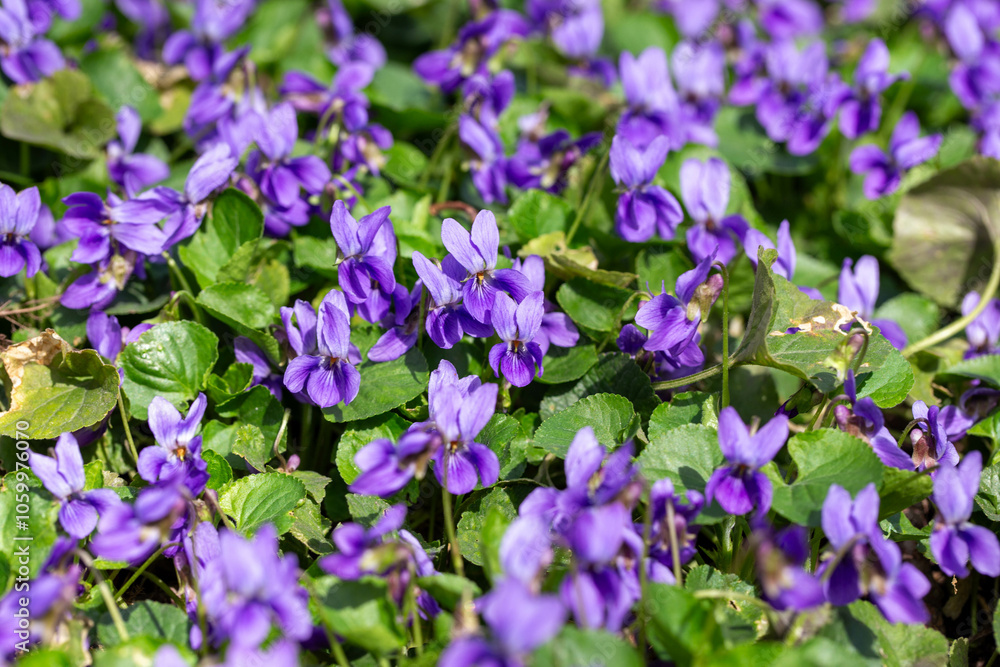 Obraz premium Spring flowers. Violet violets flowers bloom in the spring forest. Viola odorata.