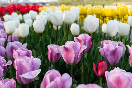 Various tulips at the park in April